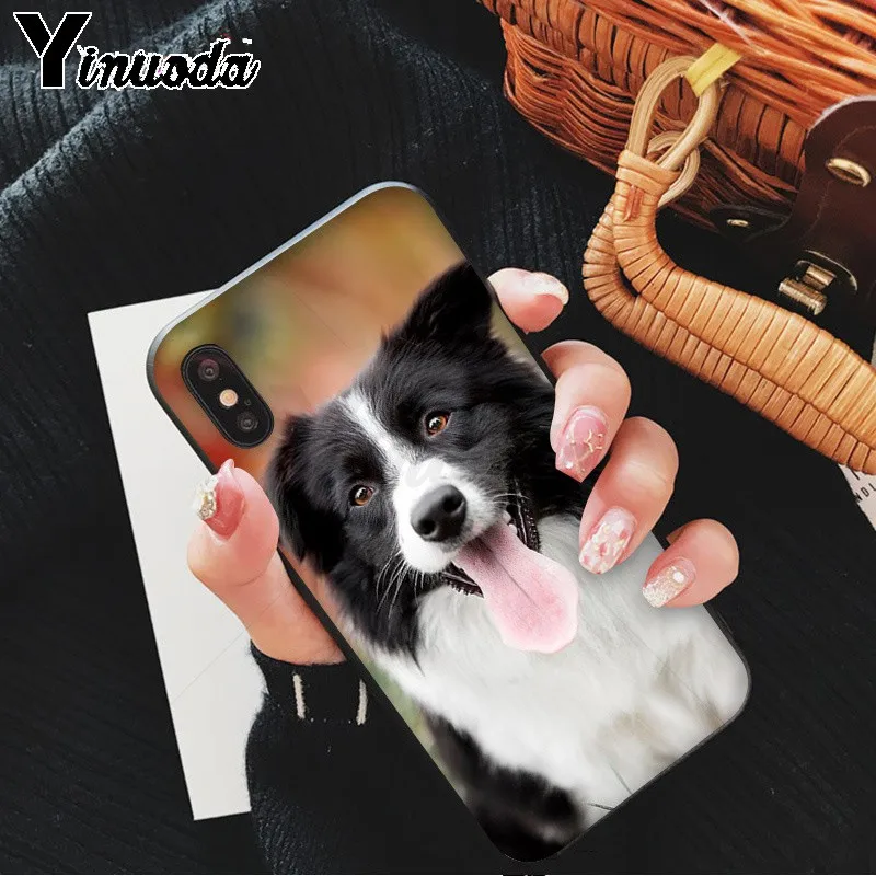 cute Border collie Dog