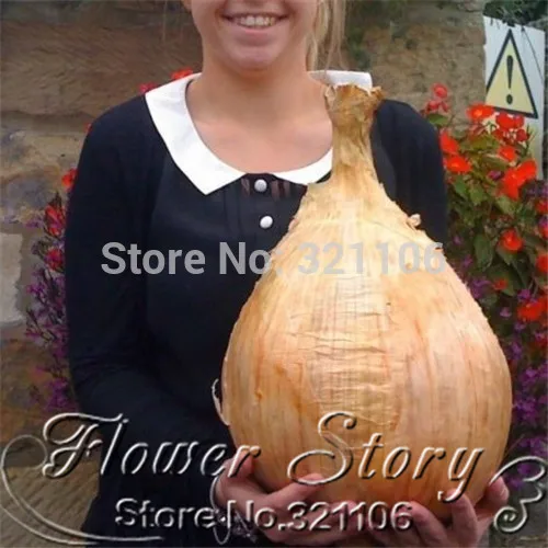 500 Giant Onion seeds. AILSA CRAIG Scottish heirloom a huge onion. Organic Heirloom Garden