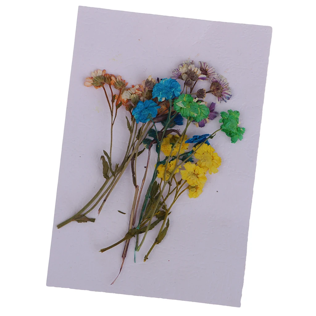 10 Pieces Pressed Dried Flowers Colourful Daisy Real Dried Flowers For DIY Phone Case, Jewelry Findings Decoration