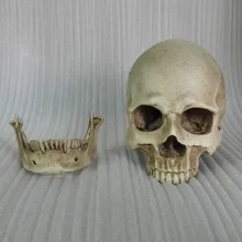

1:2 human skull model resin skeleton model painting human skull Art musculoskeletal anatomy art model free shipping