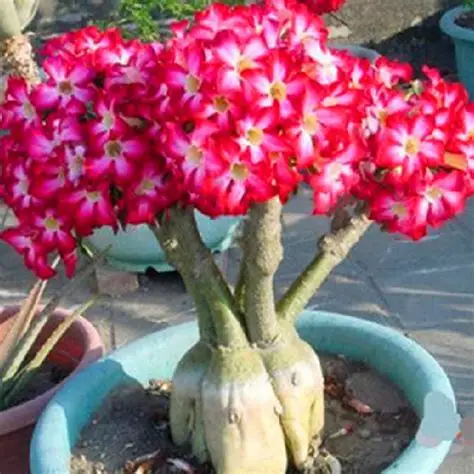 

New Arrival 2pcs Rare Desert Rose bonsai Real Thailand Adenium Obesum plants Flower Planting Mini Tree Giant Flower Garden Decor