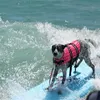 Pet Products