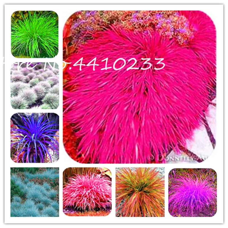 

Bonsai 300 Pcs Colorful Exotic Fescue Grass Perennial Hardy Ornamental Beautiful Flower Easy To Grow Diy For Home Garden Plant