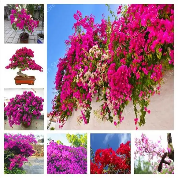 

Buganvlias bonsai Colorido Bougainvillea Spectabilis Willd planta Perene Flor planta Jardim Vaso De Bonsai Planta 100 pcs