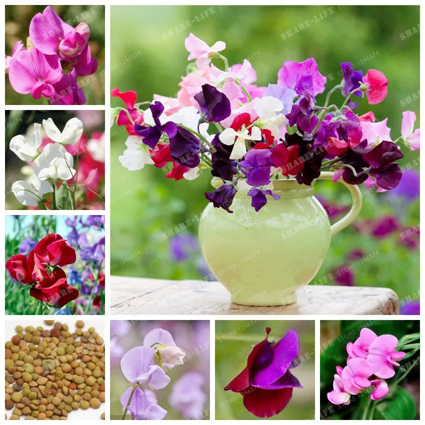 10 шт. сладкий горох бонсай красивый латырь Odoratus цветок бонсай растение Сад ароматические органические Цветочные растения для отдыха на открытом воздухе