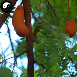 Купить Tamarindus Indica Semente 60 шт. завод мякоть тамаринда дерево для травы Суан Цзяо