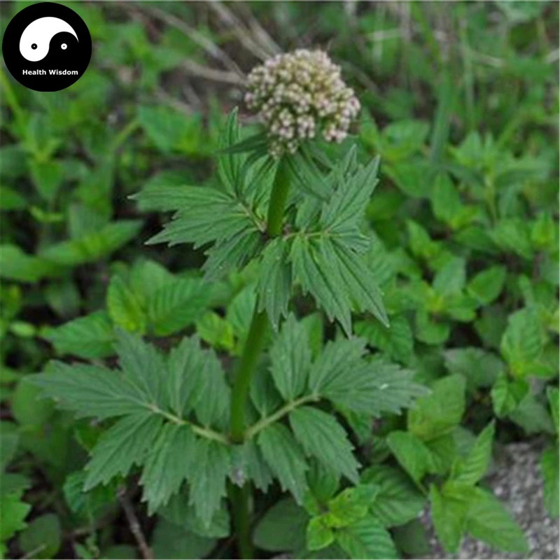 Buy Real Valeriana Officinalis Seeds 100pcs Plant Chinese Medicinal