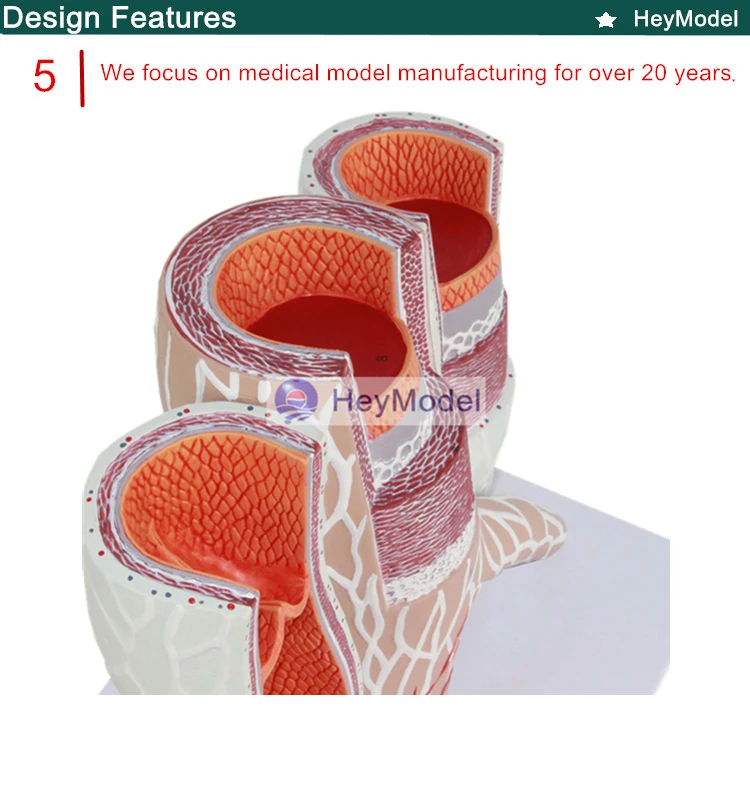 Heymodel артерий и вен Анатомия увеличение модель человеческого сосудистых модели сосудистых структур увеличение модели