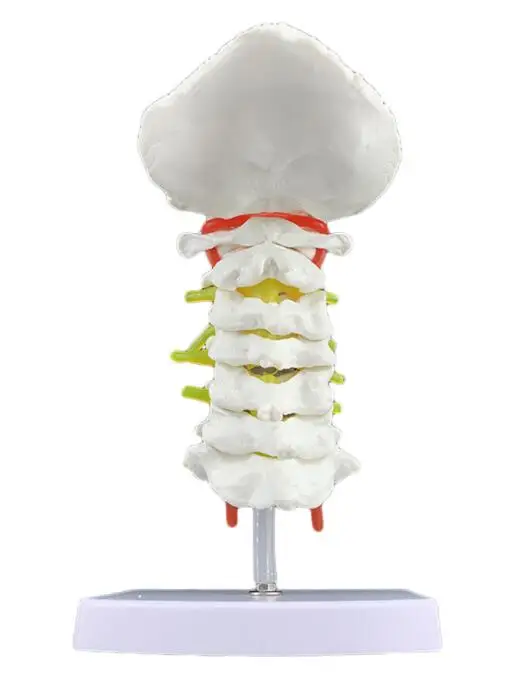 Модель шейного отдела позвоночника человека шейный отдел позвоночника с сонной артерии задний затылок межпозвоночного диска