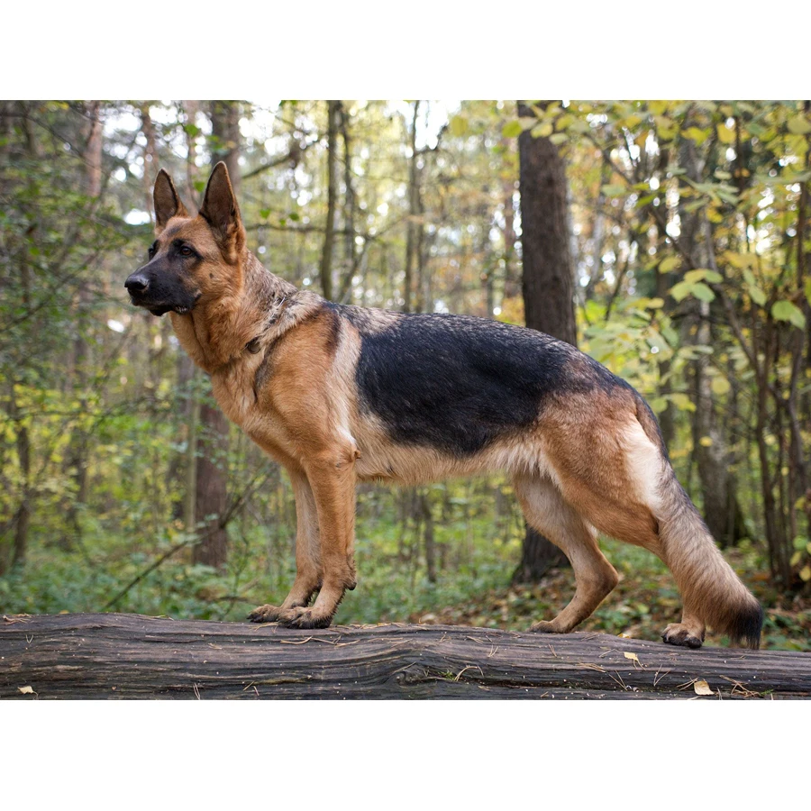 

5D Diy,Full,square,Drill,Diamond Embroidery German Shepherd diamond painting Cross Stitch,Diamond Mosaic,home Decoration C400