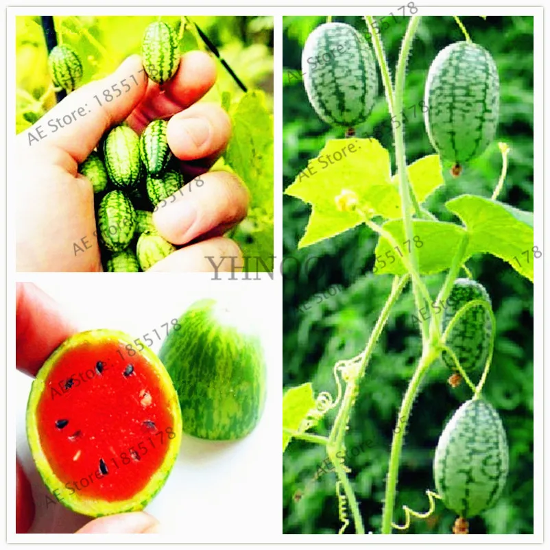 US-SELLER 10Pcs Magic Pumpkin Seeds,Rare Big Penis Melon Plants Vegetables Seeds