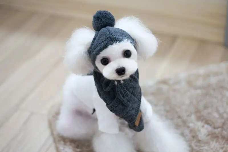 pet christmas hat (5)