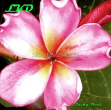 7 to15inch Rooted Plumeria Plant Thailand Rare Real Frangipani Plants no66-diamond-crown