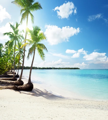 

300*600cm(10ft*20ft) scenic backdrop Coconut trees sea beach photography backdrops