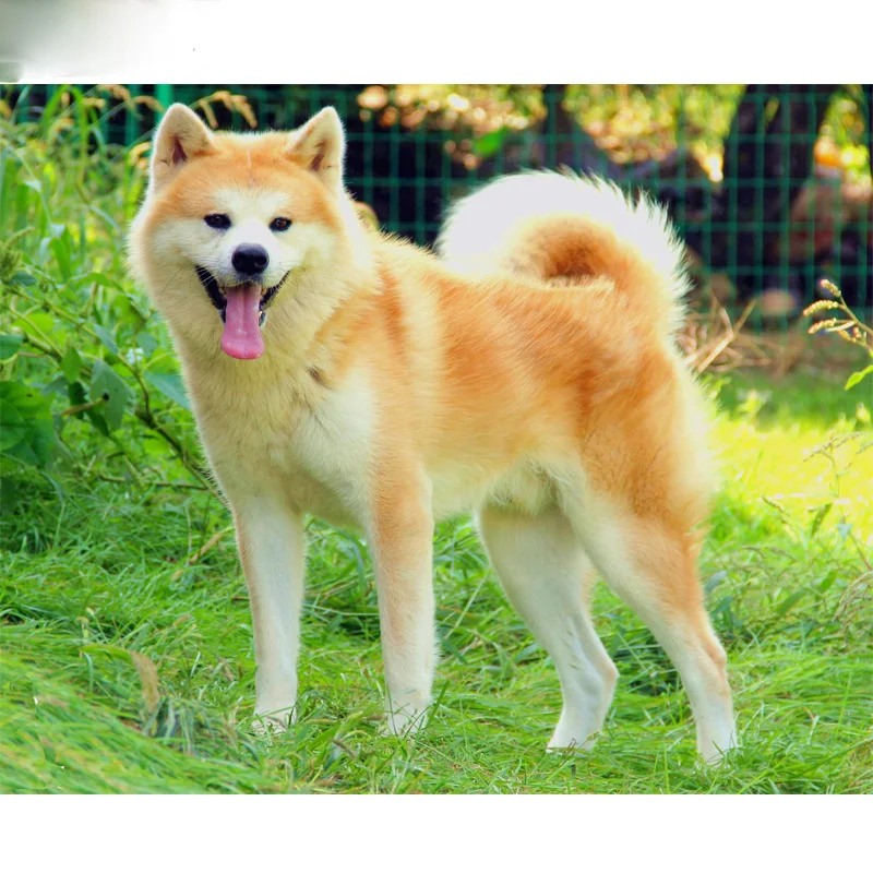 Akita dog 2