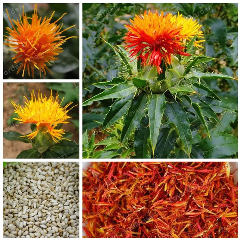 

50 Pcs Medical Herb Safflower Bonsai Tibet Red Safflower Flower Bonsai Easy Grow Carthamus tinctorius Beauty Your Home Garden