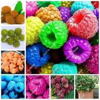 200-Pcs-Bag-Bonsai-Berry-Tree-Raspberry-Seeds-Stratified-Fruit-Seeds-Home-Garden-Plant-Creepers-Fruit.jpg_200x200