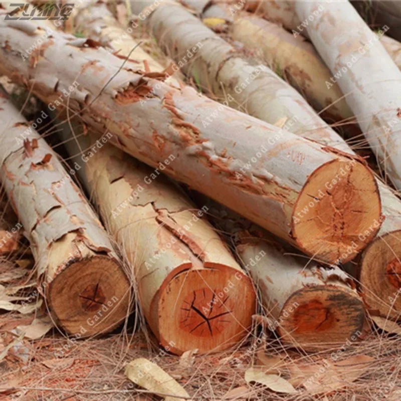 

ZLKING 100 Pcs Rare Eucalyptus Tree Evergreen Tall Trees Plants For Farm Garden Planting
