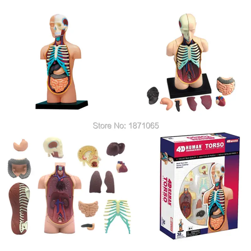 1 шт., 4D Скелет человеческого тела, череп для изучения анатомии, манекен, сердце, анатомия, в натуральную величину, модель уха, обучающая головоломка, детские медицинские игрушки