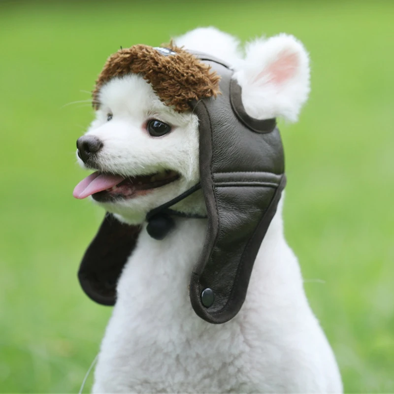 dogs in funny hats