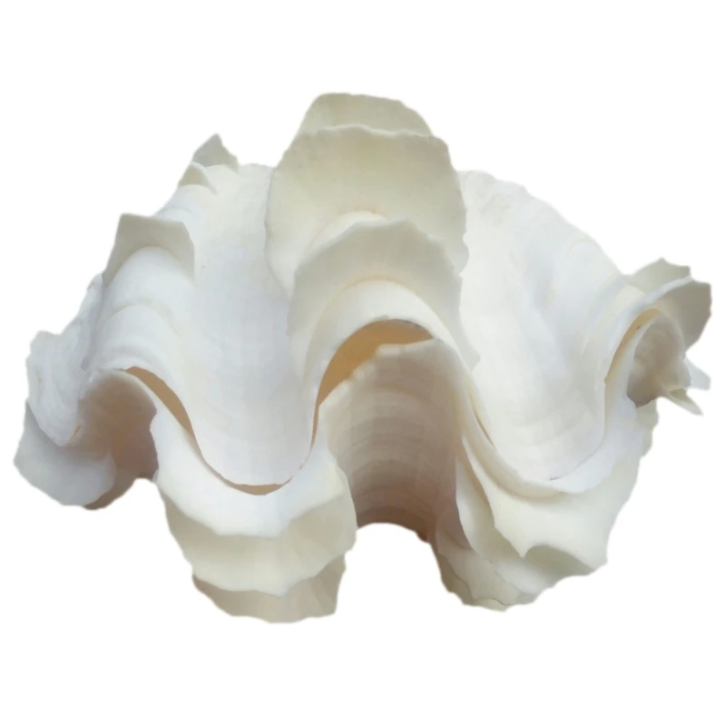 

Natural Marine Shell Tridacna Clam Conch Home Furnishing Giant Large Sea Wedding Festival Decoration