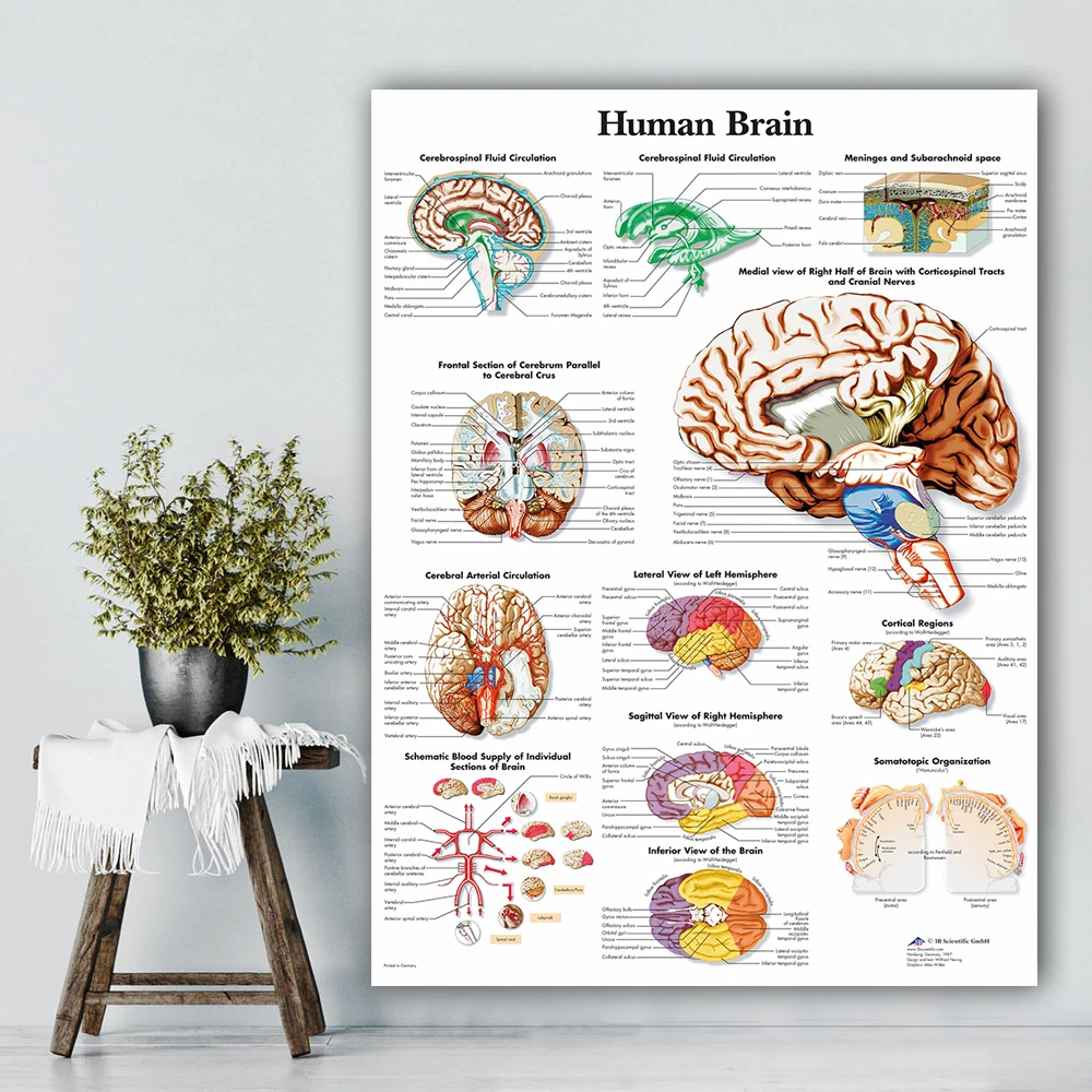 WANGART рисунок головы человека плакат карта холст картина настенные картины для медицинского образования доктора офис класс домашний декор