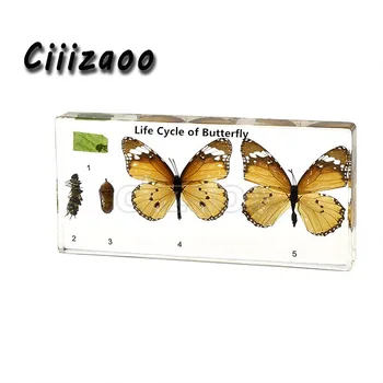 

Life Cycle of Butterfly (Danaus chrysippus) paperweight Taxidermy Collection embedded In Clear Lucite Block Embedding Specimen