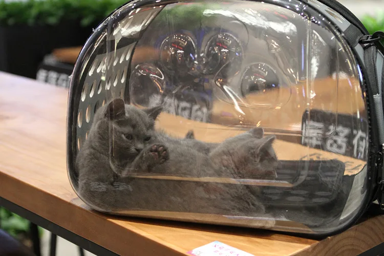 Прозрачный складной рюкзак для кошек, универсальный рюкзак для кошек, собак, дорожная сумка, посылка, прозрачная дышащая дорожная коробка для кошек