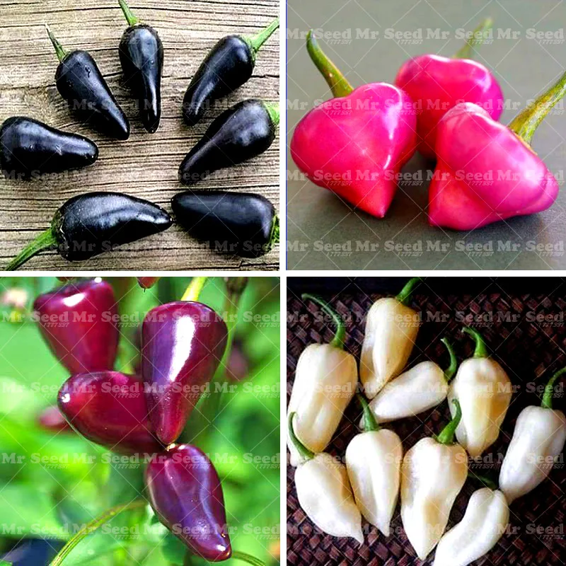 

100Pcs/Bag Mini Bonsai Pepper Plant Vegetable Paprika Vegetable Plant High Germination Rate Rapid Growth Family Vegetable Garden