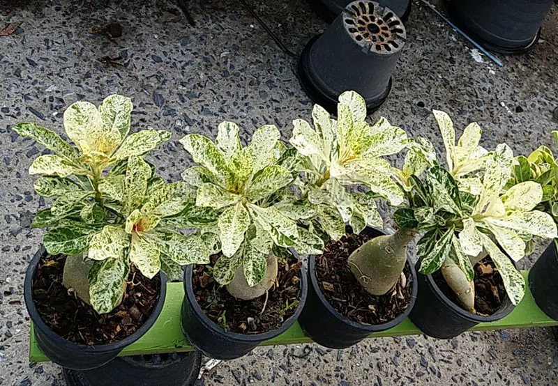 100% True Desert Rose Scarce Grafted Variegated Leaves petals Potted Home Garden Flowers Bonsai Plants Adenium Obesum 1 PCS 100% True Desert Rose Scarce Grafted Variegated Leaves petals Potted Home Garden Flowers Bonsai Plants Adenium Obesum 1 PCS