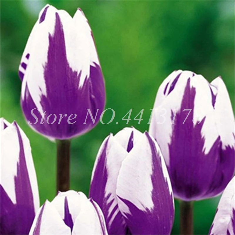 Bonsai 100 Pcs Bonsai Tulip (Not Tulip Bulbs)24 Varieties Rainbow Tulip High-Grade Flower Potted Plant Most Beautiful * Colorful Bonsai 100 Pcs Bonsai Tulip (Not Tulip Bulbs)24 Varieties Rainbow Tulip High-Grade Flower Potted Plant Most Beautiful * Colorful