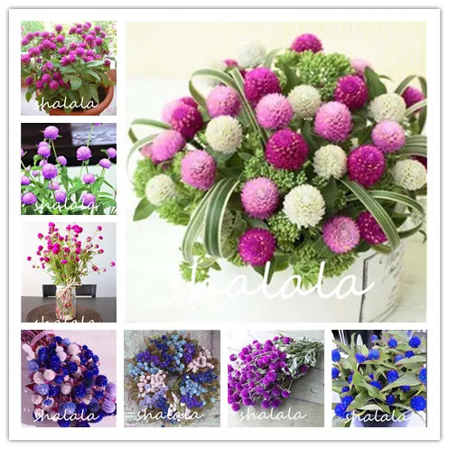 

100 PCS Gomphrenae Globosa Bonsai Coloful Flower BeautifuL Flower Plants For Home Garden Plant Bonsai Easy Care