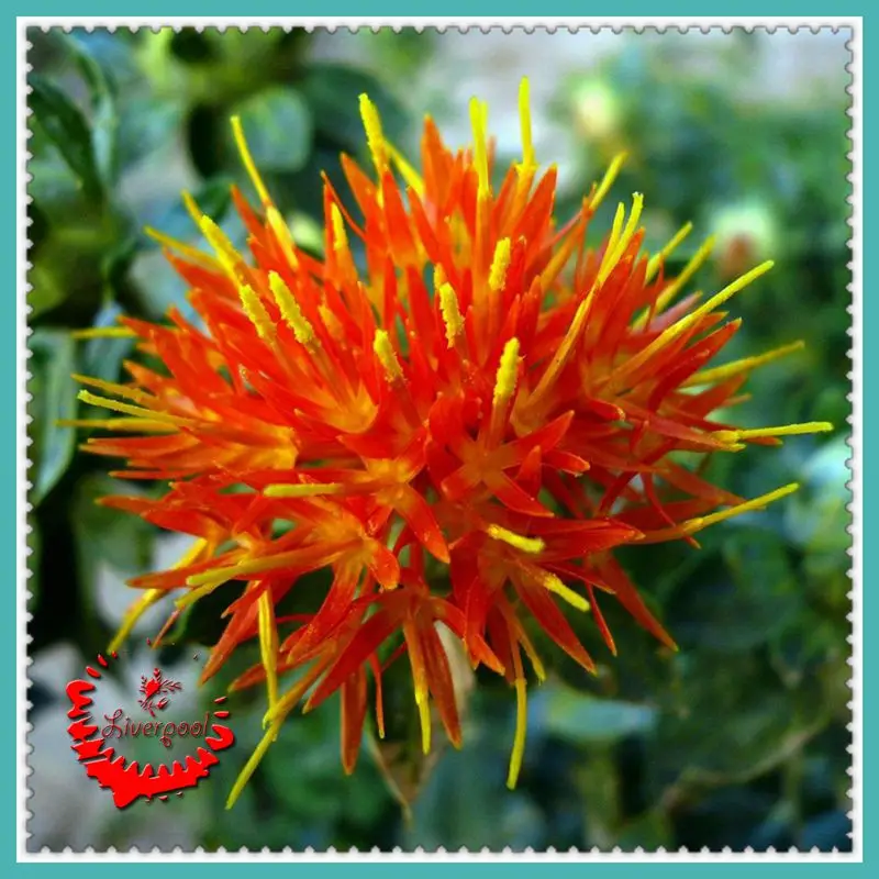 20 Pcs Safflower Seeds Different Attitude Chinese Medicine Earth