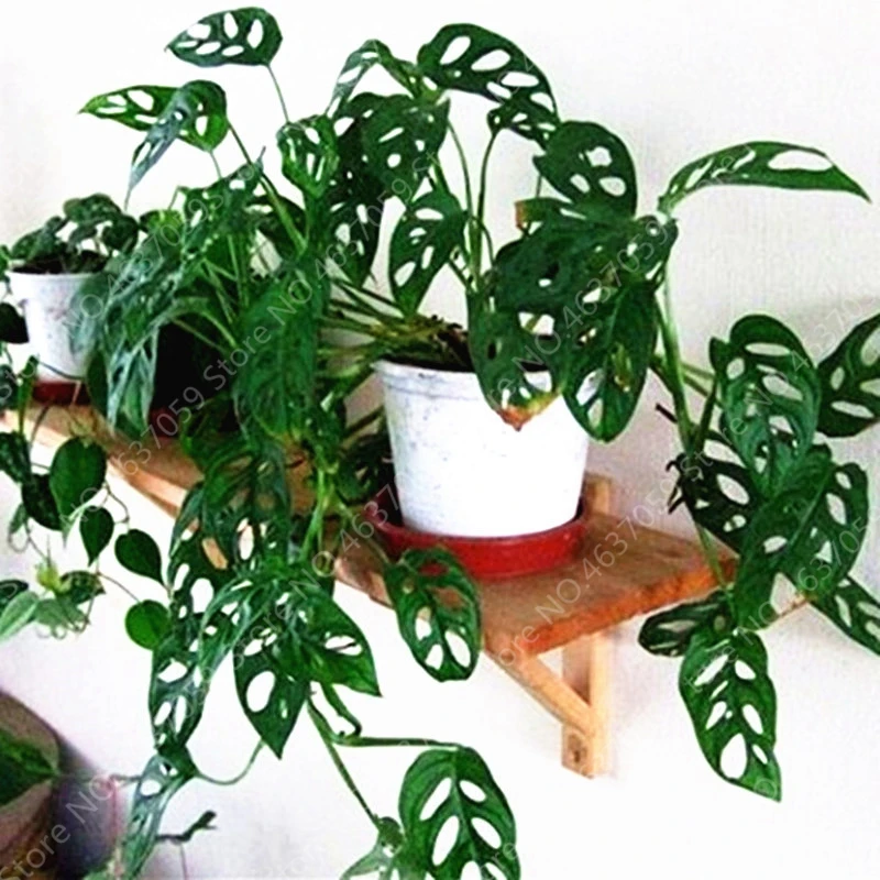 100 Pcs/ bag Rare Palm Turtle Leaves Monstera Bonsai Outdoor Potted Plant Tree Bonsai Mix Home Perennial Foliage Plants Flower