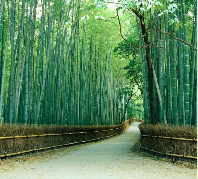 

3d wallpaper custom mural non-woven wall paper sticker Bamboo TV setting wall painting photo 3d wall murals wallpaper