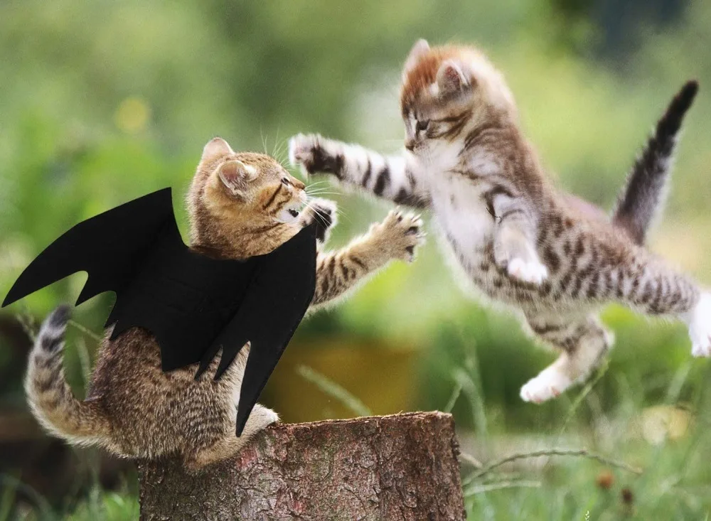 71FwbhCrBaL._SL1500_