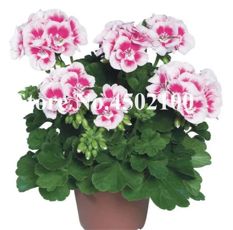 Bonsai Geranium 100 Pcs Japanese Yellow Ppleblossom Rosebud Pelargonium Flowering Geranium Balcony plant For Home Garden Bonsai Geranium 100 Pcs Japanese Yellow Ppleblossom Rosebud Pelargonium Flowering Geranium Balcony plant For Home Garden