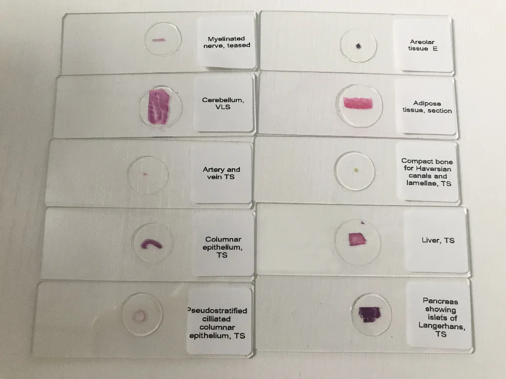 histology prepared slides (8)