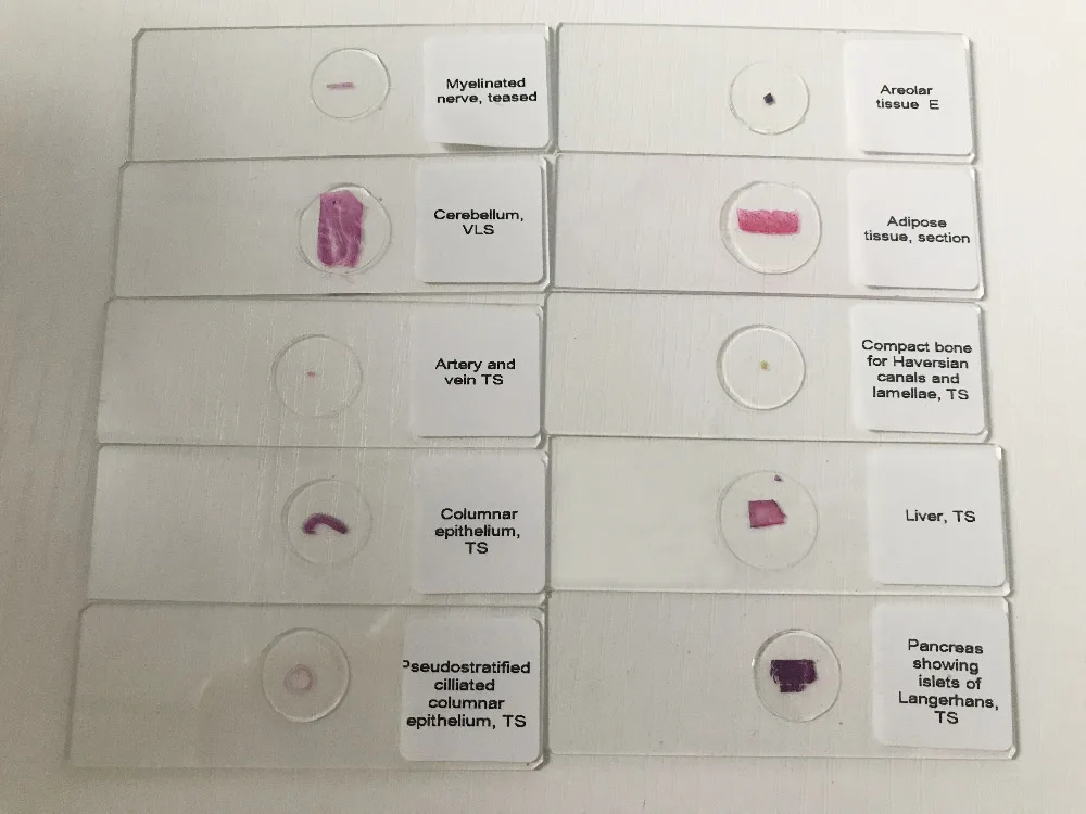 25 шт. базовый научный ГИСТОЛОГИЧЕСКИЙ набор слайдов Обучающие готовые ГИСТОЛОГИЧЕСКИЙ микроскоп слайды