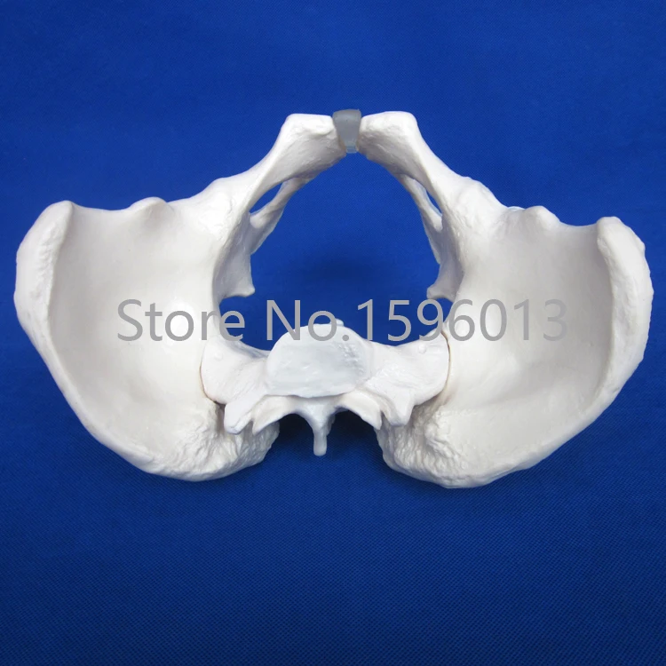 Популярная модель таза для взрослых женщин таза|pelvis|model lipstickpelvis skeleton |