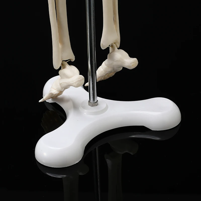 Высокое качество 45 см анатомическая Анатомия человека медицинская модель скелета узнать помощь Анатомия скелет человека модель оптом и в розницу