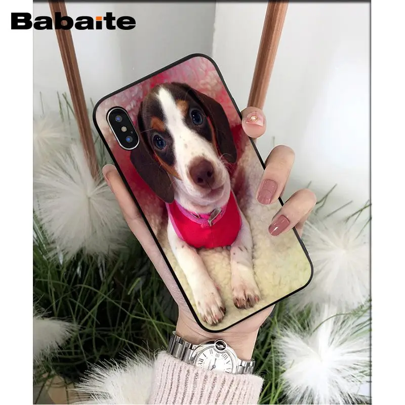 Dachshund dog