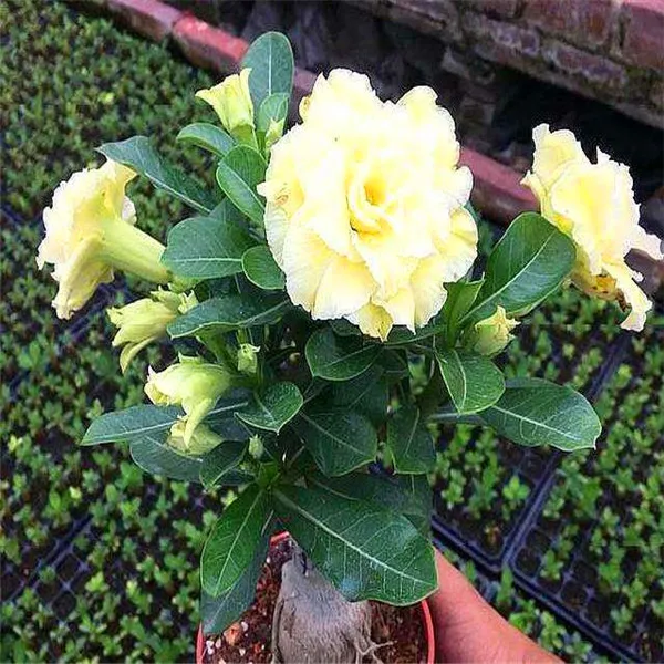 20 pcs 100% True Desert Rose plants Exotic Adenium Obesum plants Flower Bonsai plants Air Purification Home Garden Potted Flower