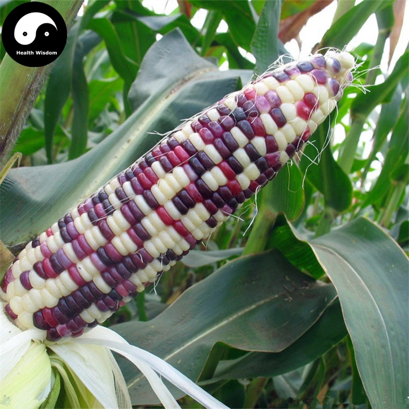 

Buy Color Waxy Corn Semente 120pcs Plant Chinese Sweet Zea Mays For Fruit Corn