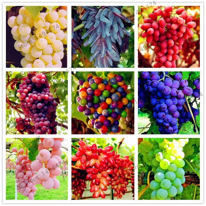 Sweet Grape Seeds 50Pcs Best Seeds Online Free Shipping Worldwide