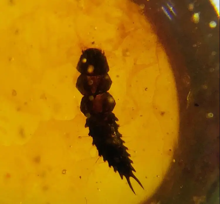 Cretaceous Drilidae sp. firefly larva burmite Untreated Myanmar Amber insect 100 million years lynx stone mens jewelry accessory Jewelry Findings