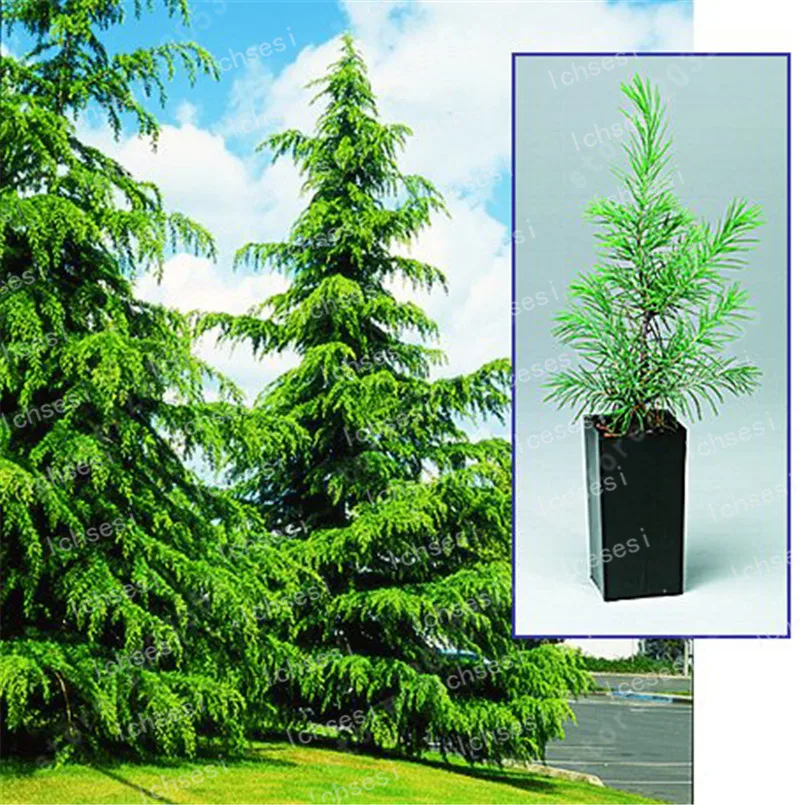 

100pcs/Fresh Evergreen Cypress Tree Bonsai Plant Italian Plants Holly Easy To Grow For Home & Garden Pinus Cedar Trees