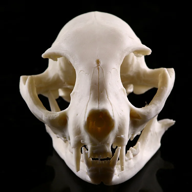 Кошка смоляная модель череп школьная медицинская модель скелета животных принадлежности учебные материалы кошка форма для изготовления черепа домашние украшения для Хэллоуина