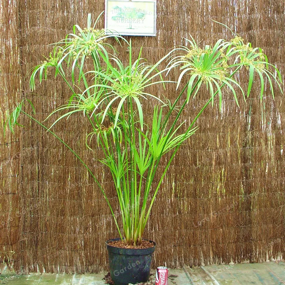 Cyperus Alternifolius зонтик завод Бонсай завод DIY домашний сад бонсай красота дома Гидропоника завод бонсай 50 шт