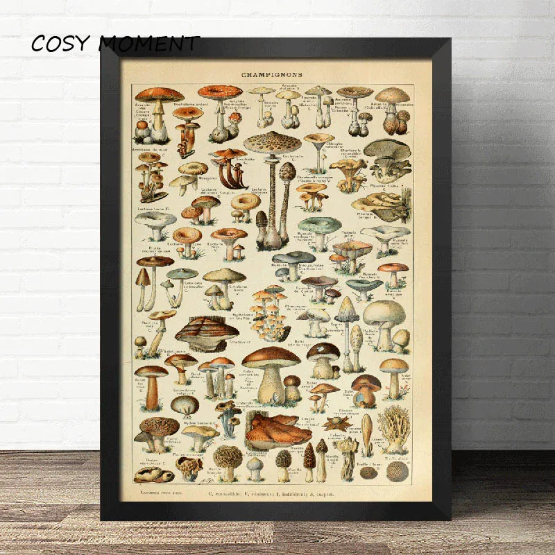 Уютный момент ботанические животные образовательные принты грибы шампиньоны идентификация справки диаграмма плакат Настенный декор